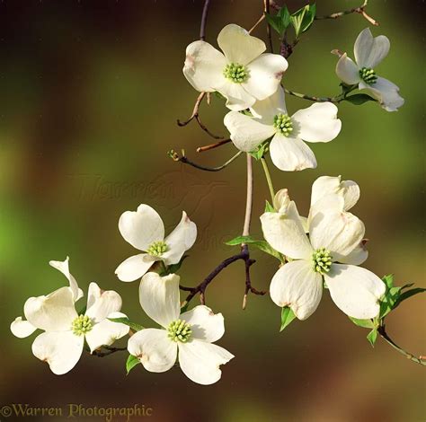 dogwood flower photos